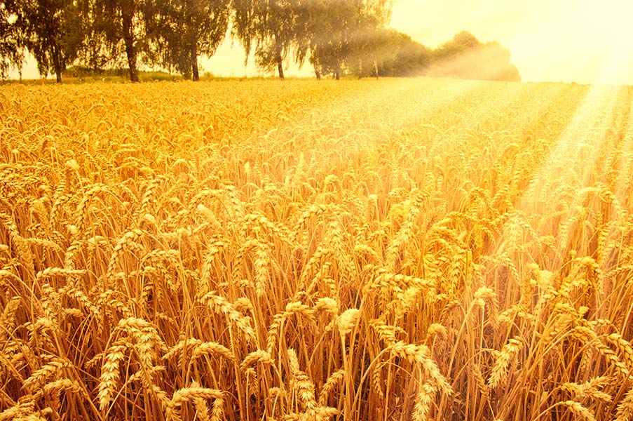 En cultures : du blé tendre, principalement
